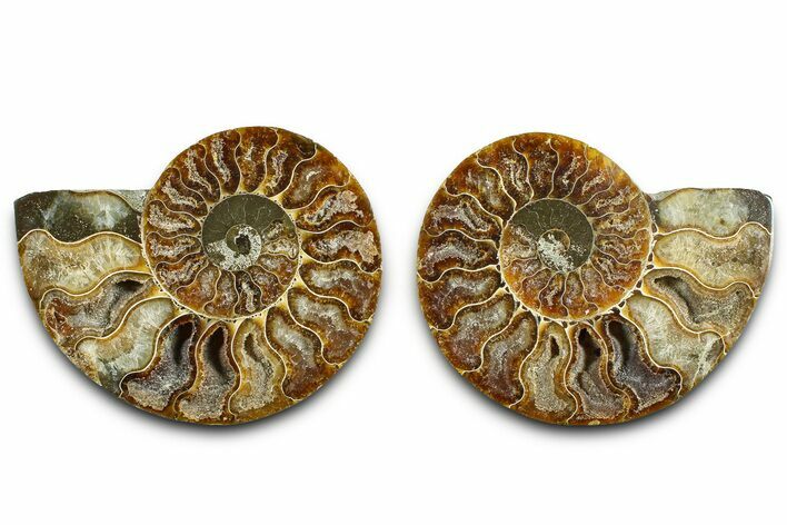 Cut & Polished Ammonite Fossil - Madagascar #377543
